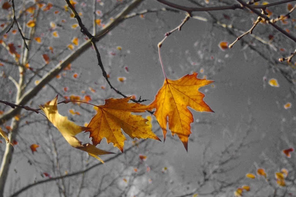 листопад какой месяц