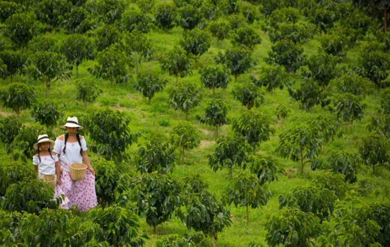 Regional/South America